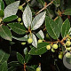 Phillyrea latifolia 30-40 cm 5,0L