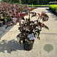 Physocarpus opulif. Lady in Red 40-50 cm 3,0L