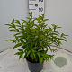 Prunus glandulosa 'Alba Plena' 30-40 cm 3,0L