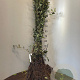 Salix aurita 50-80 cm wortelgoed 1-jarig bewortelde winter