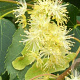 Tilia cordata 'Greenspire' 12-14 HO container