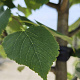 Tilia cordata 'Greenspire' 12-14 HO container