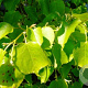 Tilia cordata 'Greenspire' 12-14 HO container