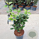 Camellia j. 'Brushfield's Yellow' 40-50 cm 5,0L