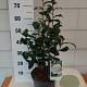 Camellia j. 'Brushfield's Yellow' 40-50 cm 5,0L