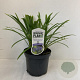 Agapanthus 'Dr Brouwer' 10-20 cm 3,5L