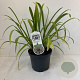 Agapanthus 'Leicester' 20-25 cm 3,5L