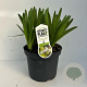 Agapanthus 'Leicester' 20-25 cm 7,5L