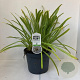 Agapanthus 'Leicester' 20-25 cm 7,5L