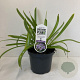 Agapanthus 'Sunfield' 10-15 cm 3,5L