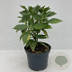 Aucuba jap. 'Rozannie' 20-30 cm 3,5L