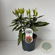 Aucuba jap. 'Variegata' 30-40 cm 3,5L