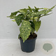 Aucuba jap. 'Variegata' 30-40 cm 3,5L