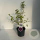 Callicarpa bod. 'Profusion' 45-50 cm 3,5L