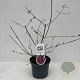 Callicarpa bod. 'Profusion' 45-50 cm 3,5L