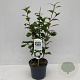 Camellia j. 'Brushfield's Yellow' 35-45 cm 3,5L
