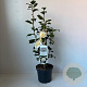 Camellia j. 'Brushfield's Yellow' 35-45 cm 3,5L