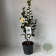 Camellia j. 'Brushfield's Yellow' 35-45 cm 3,5L