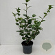 Camellia j. 'Lady Campbell' 40-45 cm 3,5L
