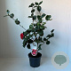 Camellia j. 'Lady Campbell' 40-45 cm 3,5L