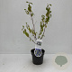 Ceanothus del. 'Henri Défossé' 30-40 cm P17
