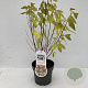 Ceanothus pallidus 'Marie Simon' 30-45 cm P17