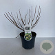 Cephalanthus occidentalis 25-30 cm 3,5L