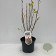 Clethra alnif. 'Ruby Spice' 35-45 cm 3,5L