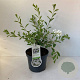 Exochorda 'The Bride' 30-40 cm 3,5L