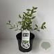 Exochorda 'The Bride' 30-40 cm 3,5L