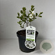 Exochorda 'The Bride' 30-40 cm 3,5L