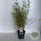 Fargesia nitida 'Volcano' 40-45 cm 3,5L