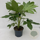 Fatsia japonica 40-50 cm 3,5L