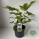 Fatsia japonica 40-50 cm 5,0L