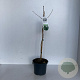 Ginkgo biloba 45-50 cm 3,5L