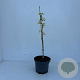 Ginkgo biloba 45-50 cm 3,5L
