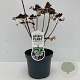 Hydrangea pan. 'Dharuma' 30-40 cm 3,5L