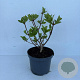 Hydrangea pan. 'Dharuma' 30-40 cm 3,5L