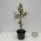 Ilex aq. 'Ferox Argentea' 40-50 cm 3,5L