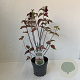 Leycesteria formosa 30-45 cm P17