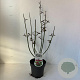 Leycesteria formosa 30-45 cm P17
