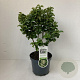 Ligustrum j. 'Rotundifolium' 30-40 cm 3,5L