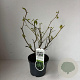 Liquidambar s. 'Gum Ball' 30-40 cm 3,5L