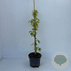 Liquidambar s. 'Worplesdon' 60-80 cm 3,5L