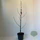 Liquidambar s. 'Worplesdon' 60-80 cm 3,5L