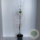 Metasequoia glyptostroboides 80-100 cm 3,5L