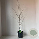 Parrotia persica 110-120 cm 3,5L