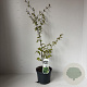Parrotia persica 110-120 cm 3,5L