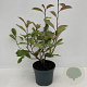 Photinia fraseri 'Red Robin' 40-50 cm 3,5L