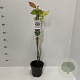 Rubus frut. 'Black Satin' 40-50 cm P17